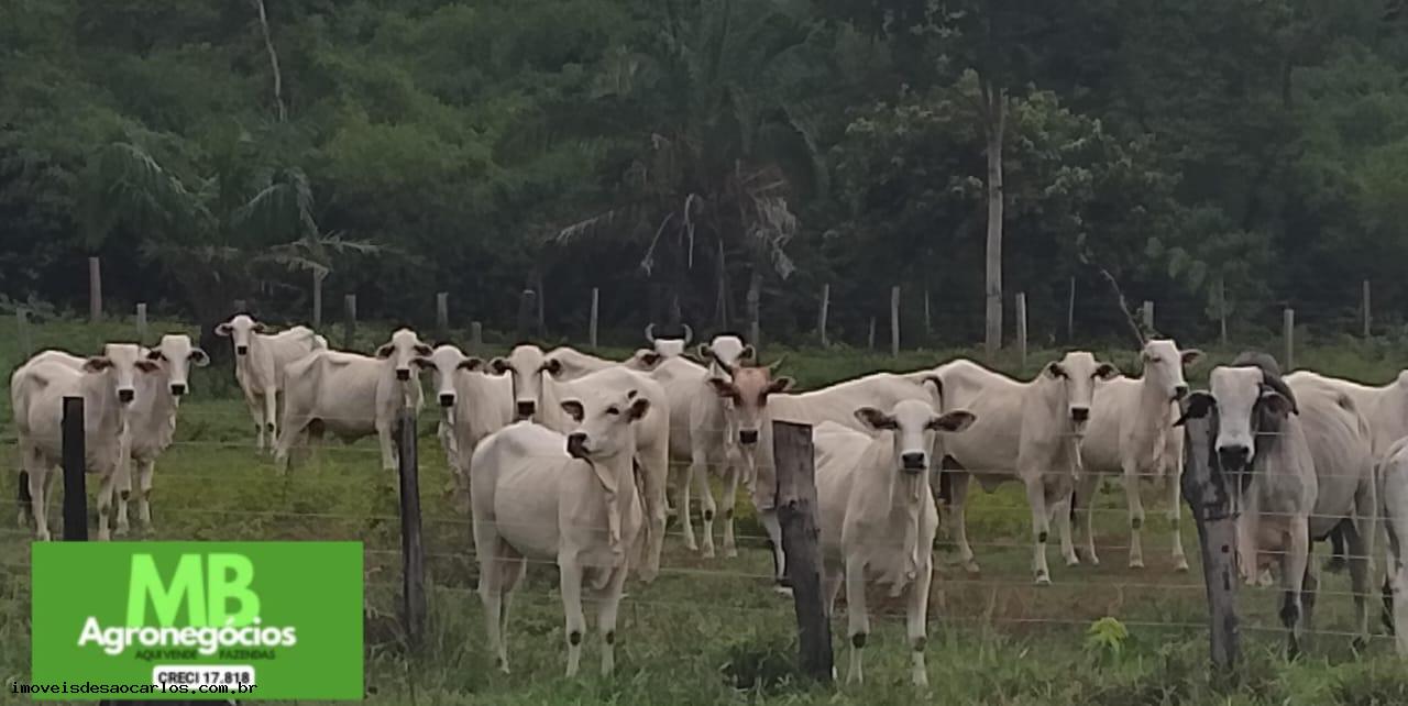 Fazenda à venda, 3430000m² - Foto 1