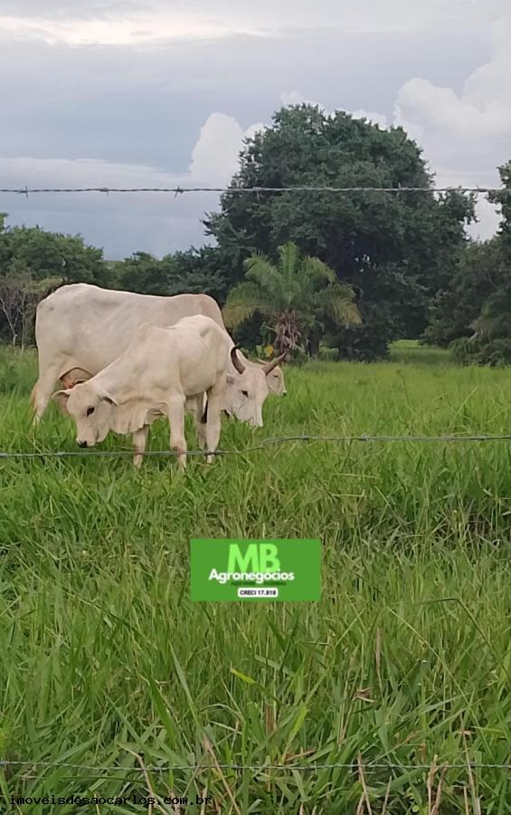Fazenda à venda, 3430000m² - Foto 4