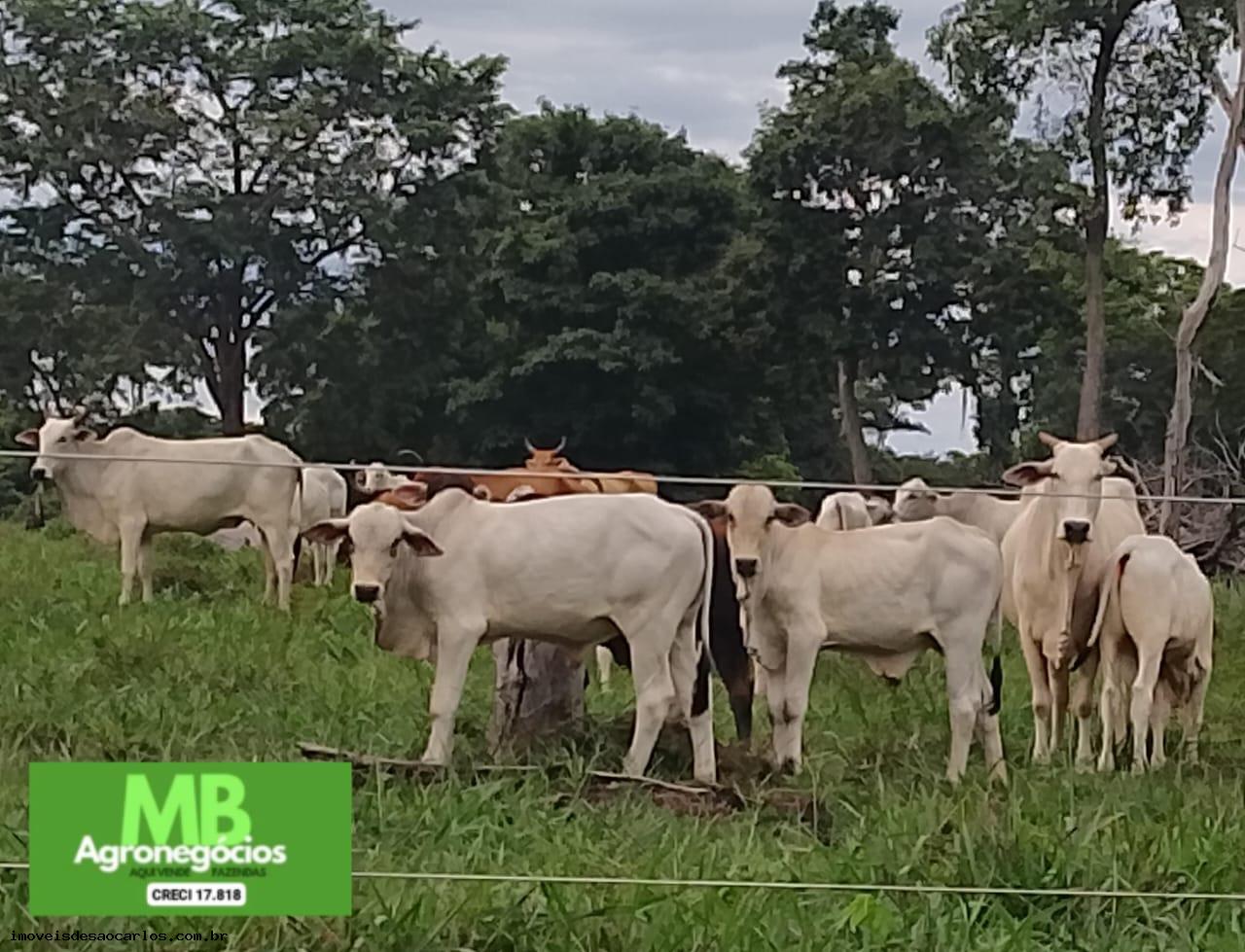 Fazenda à venda, 3430000m² - Foto 2