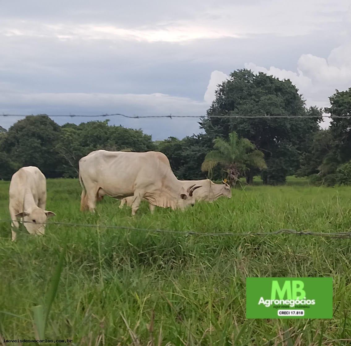 Fazenda à venda, 3430000m² - Foto 3