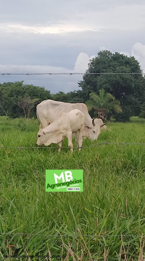 Fazenda à venda, 3430000m² - Foto 5
